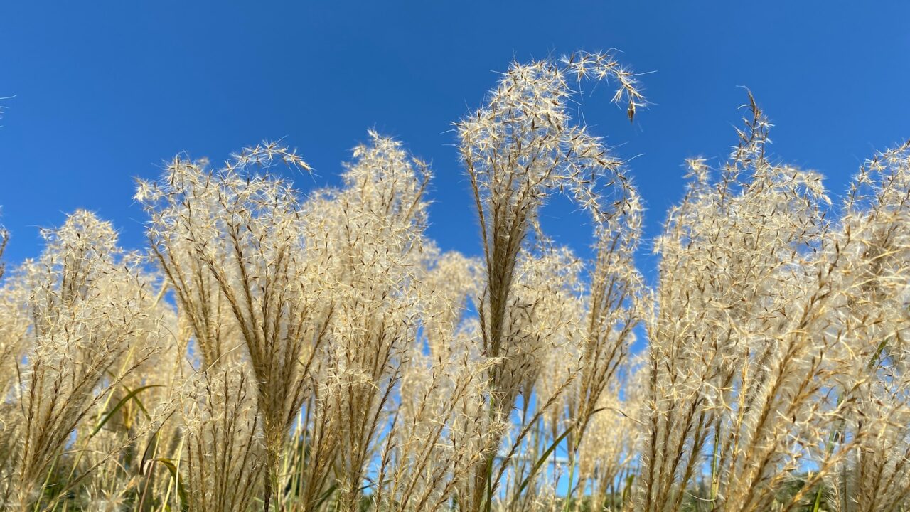 Tall grass