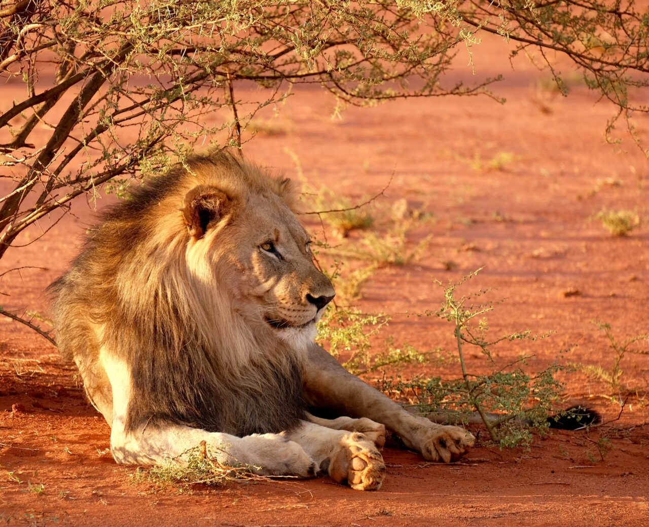 Lion in Africa
