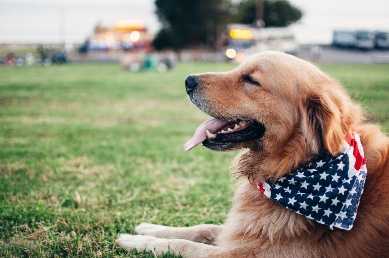 Dog wearing a bandana
