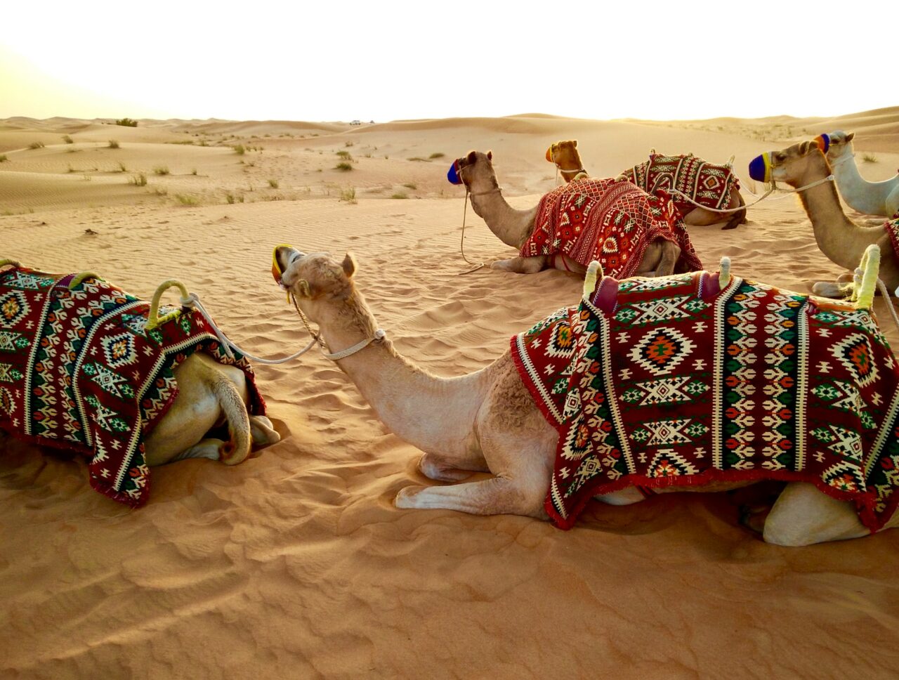 Dubai desert safari