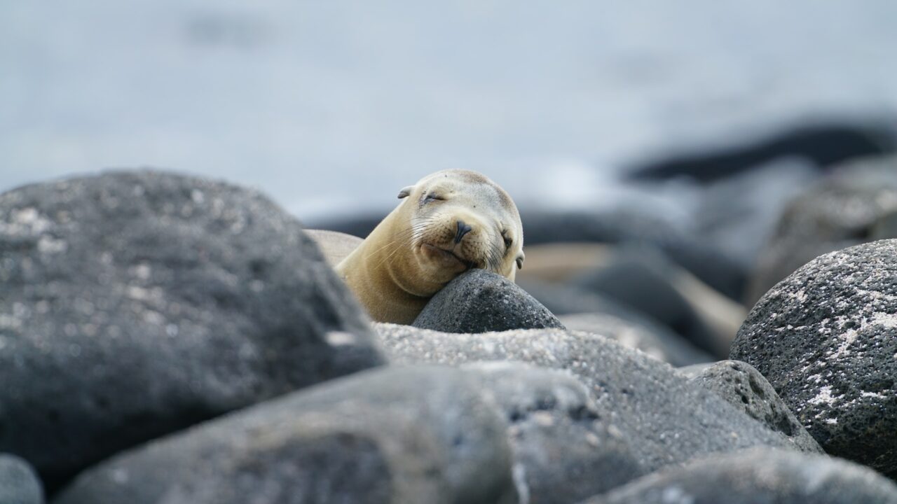 Seal in the Galapagos