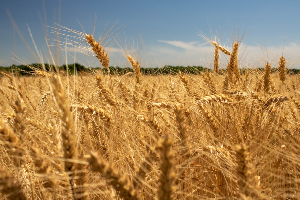 Wheat field in Winfield Kansas