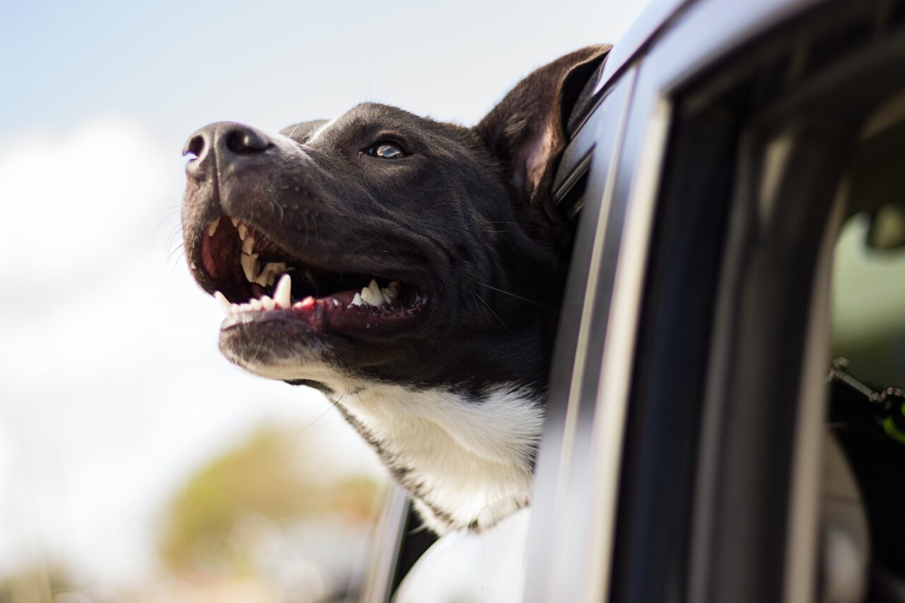 Dog sticking its head out of a car window
