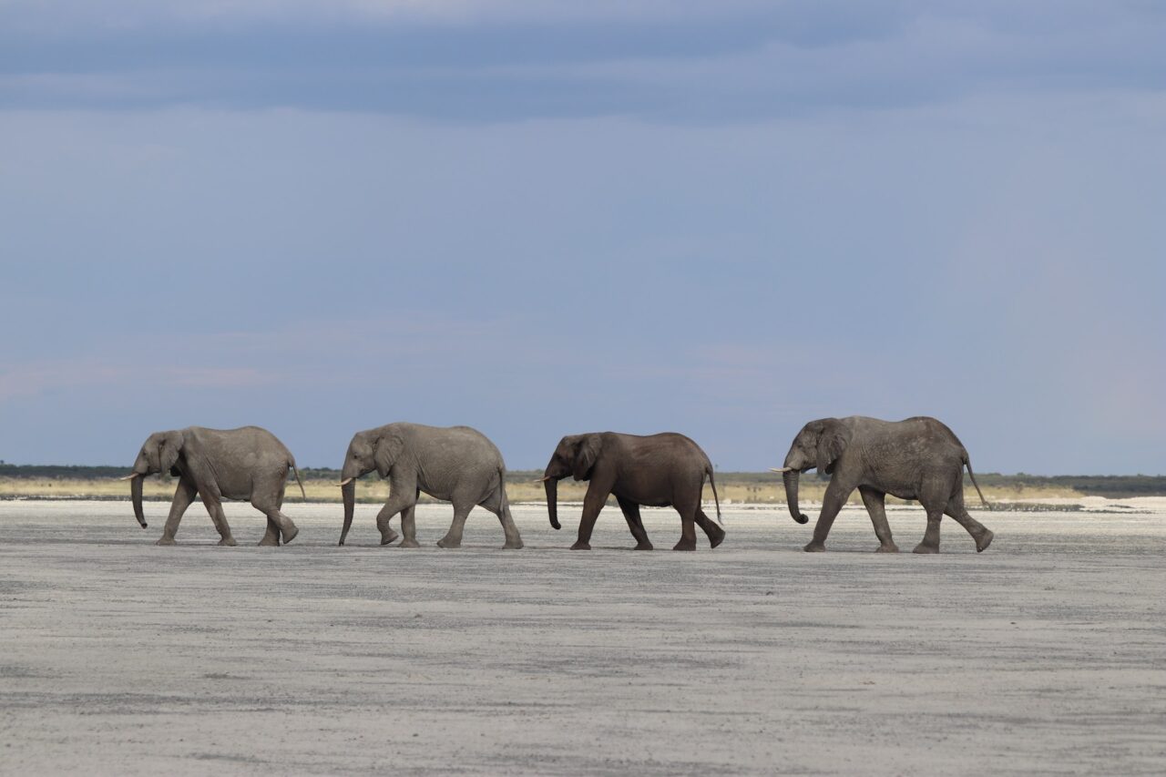 Elephants in Botswana