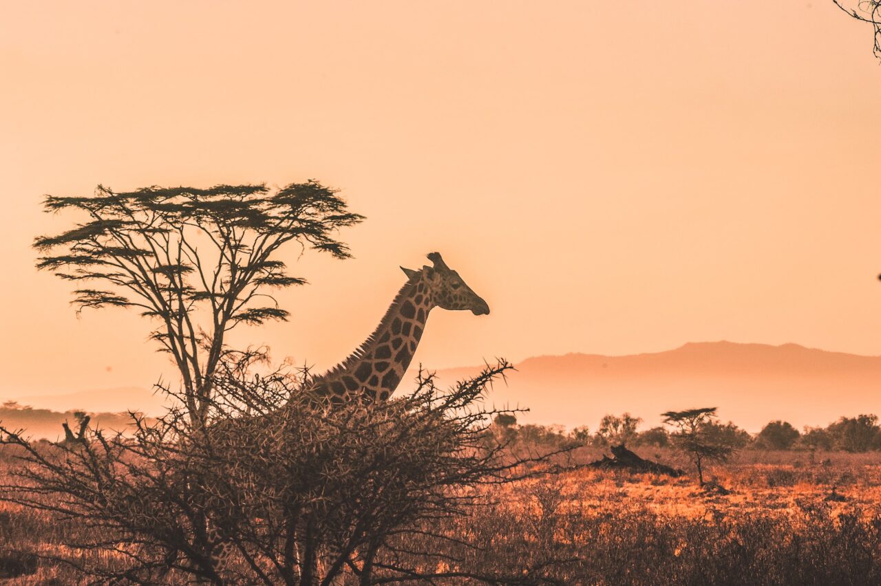 Giraffe in Africa