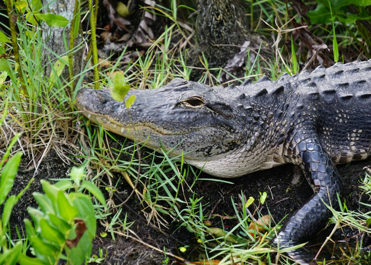 Alligator in The Everglades, Florida