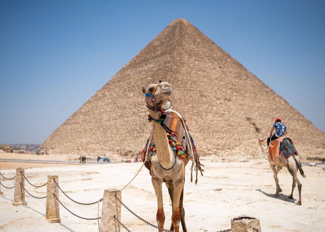 Camel standing in front of the Pyramids of Giza