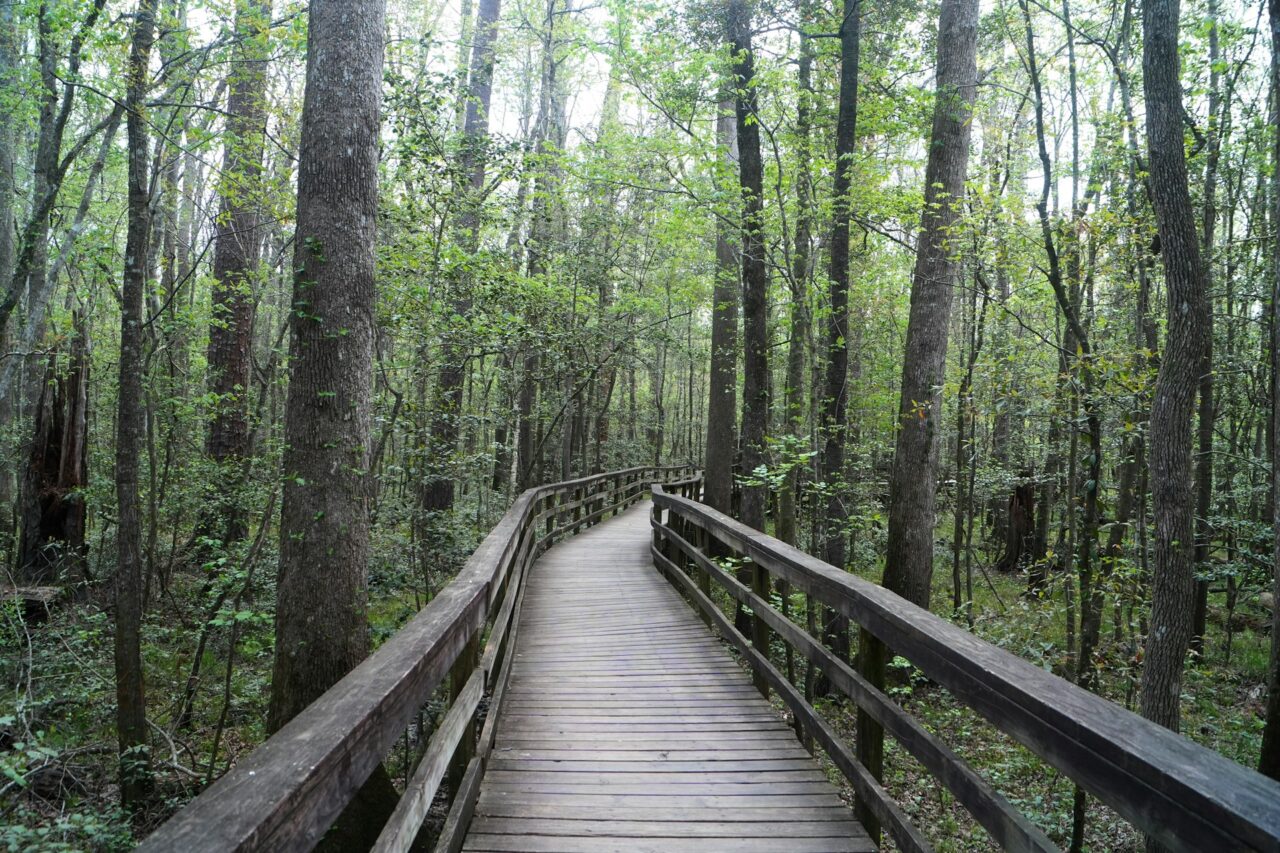 Congaree National Park Boardwalk, South Carolina