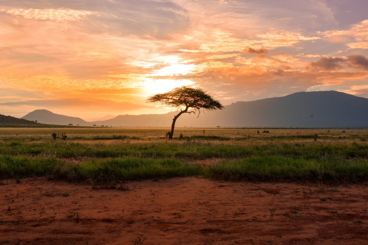 Lone tree on a plain in Kenya, Africa