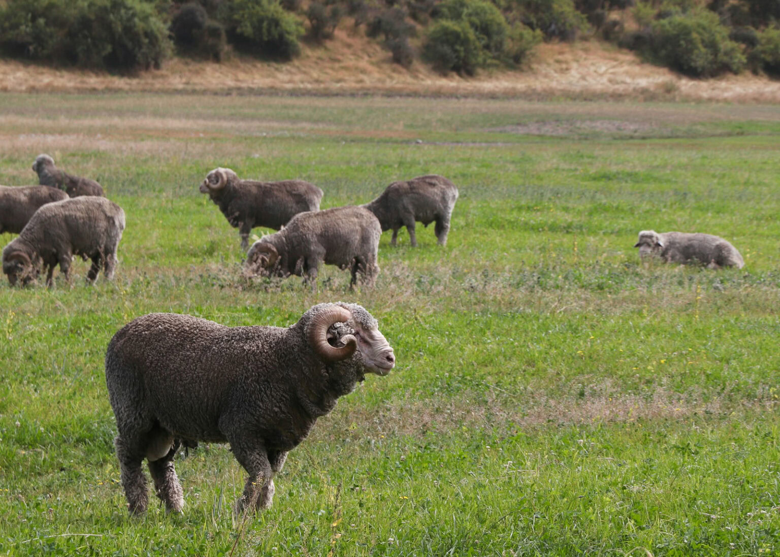 17 Souvenirs From New Zealand to Remember Your Trip By | Pommie Travels
