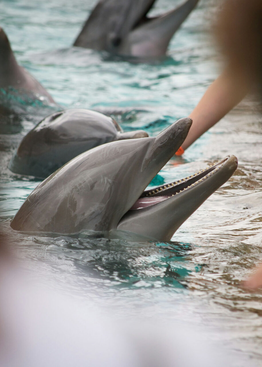 Dolphins at Sea World, Orlando