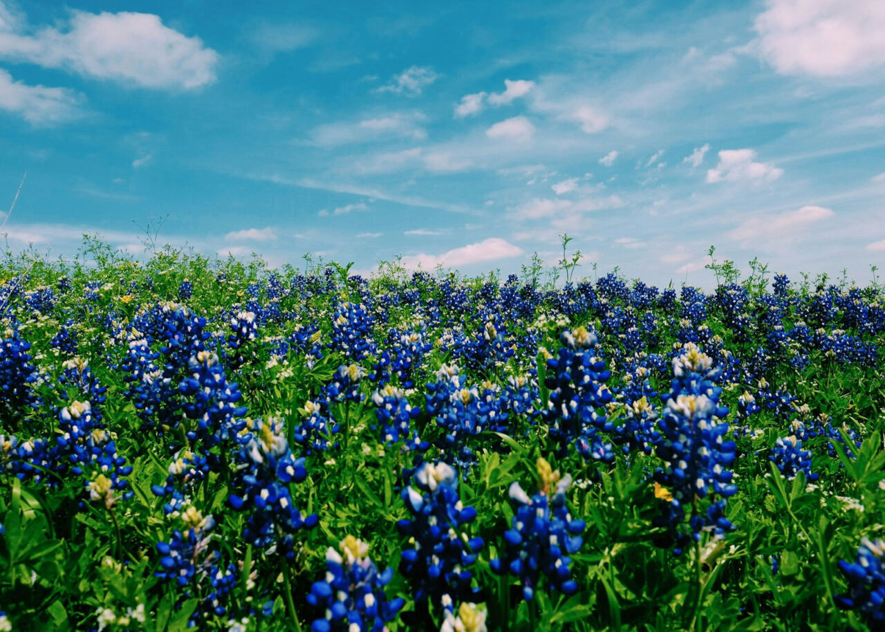 Texas bluebonnets in a field 
