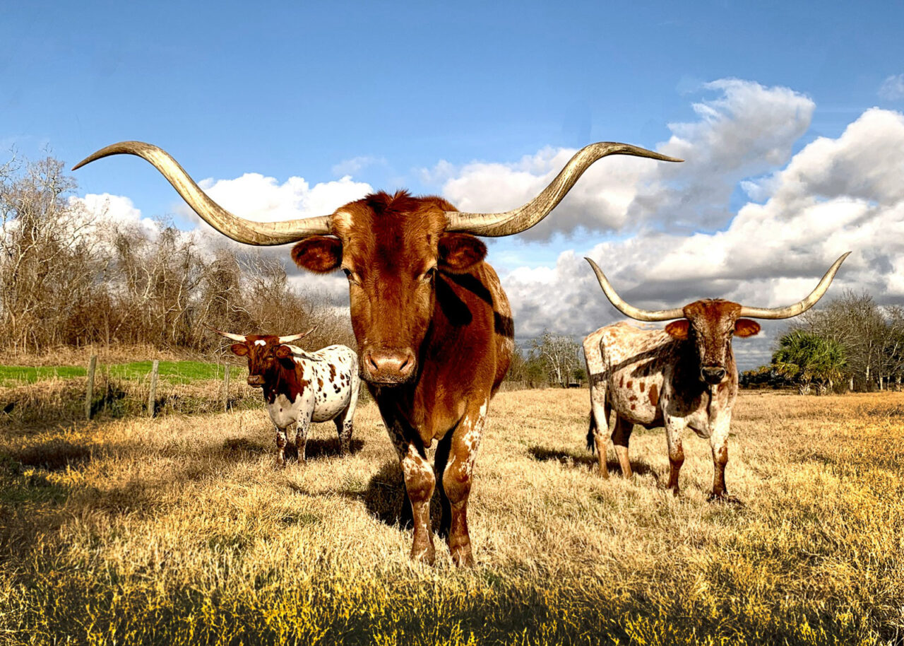 Three Texas Longhorn Cattle in a field