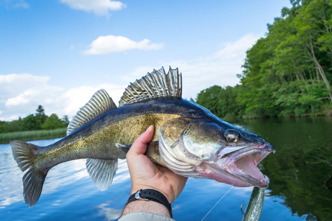 Hand holding a walleye fish next to a lake