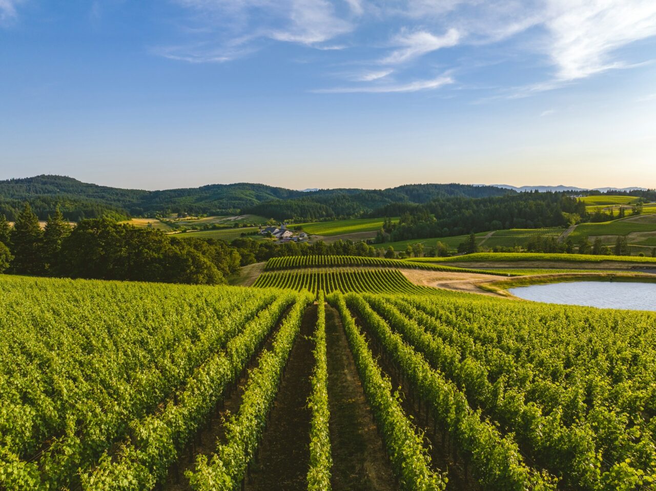 Green vineyards in Willamette Valley, Oregon