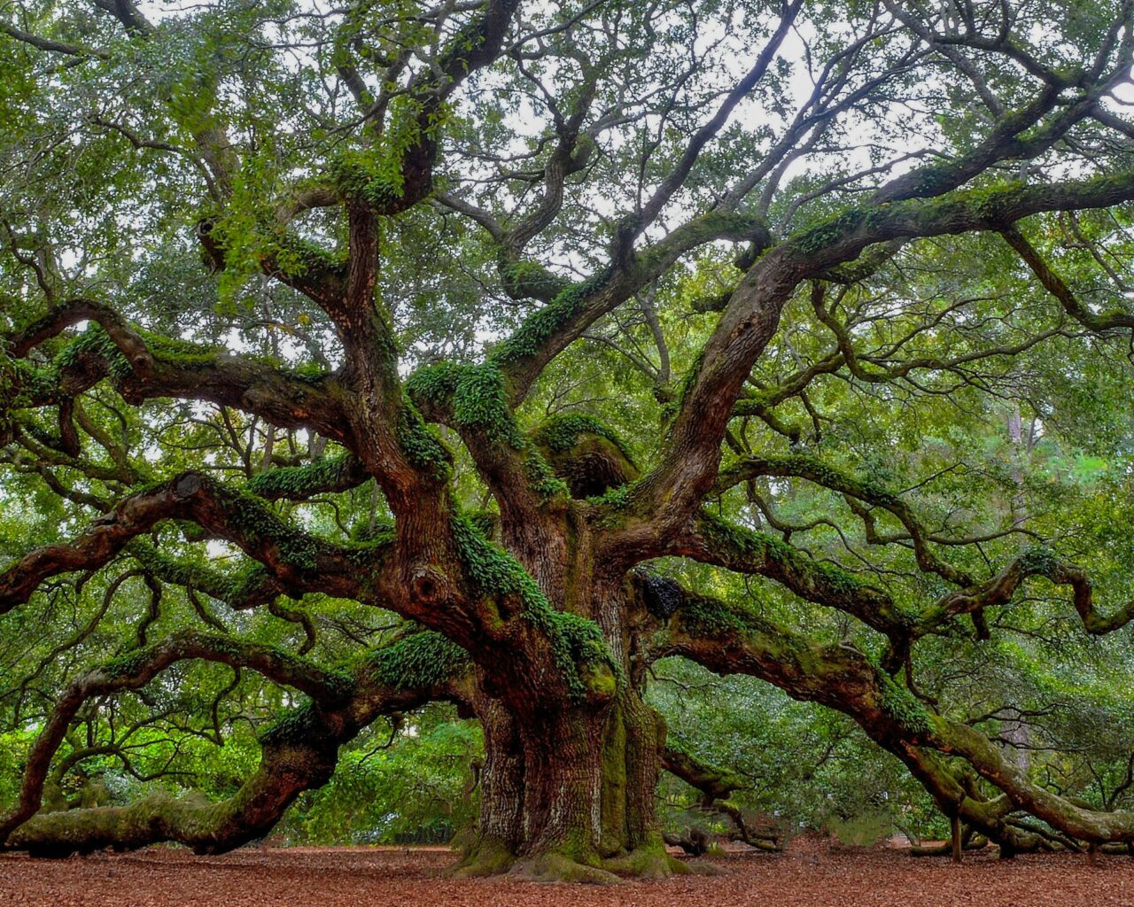 Angel Oak Tree South Carolina