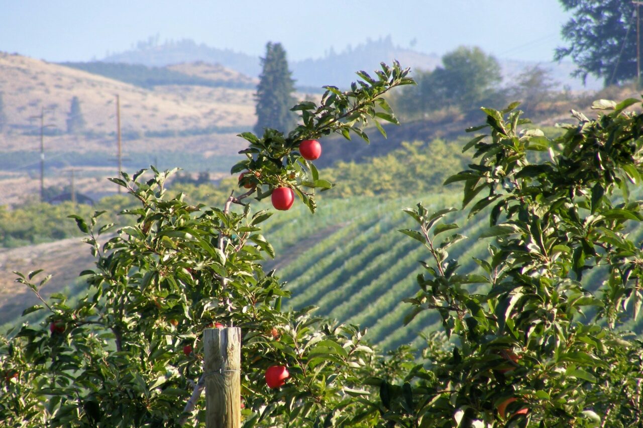 Apple orchard in Washington state