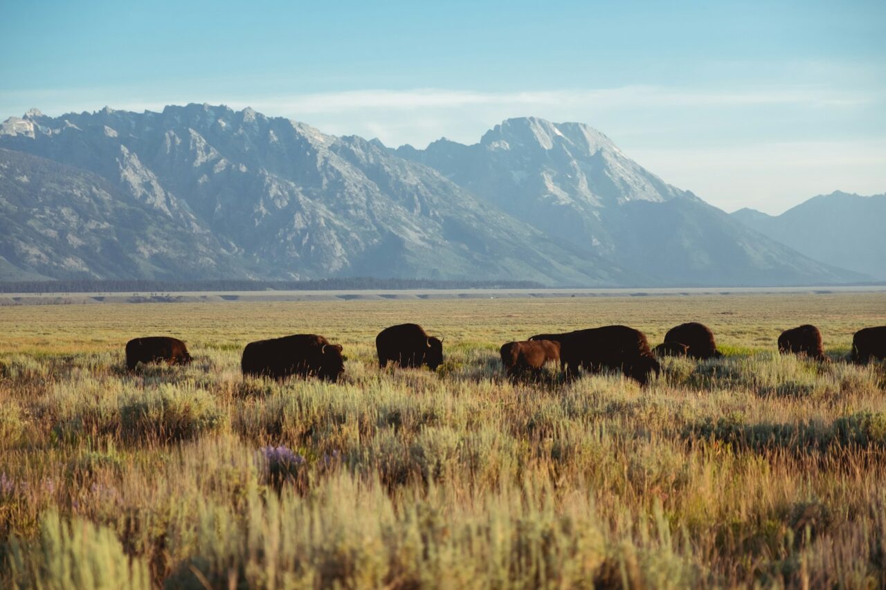 Byson in a field in Wyoming with mountains in the background