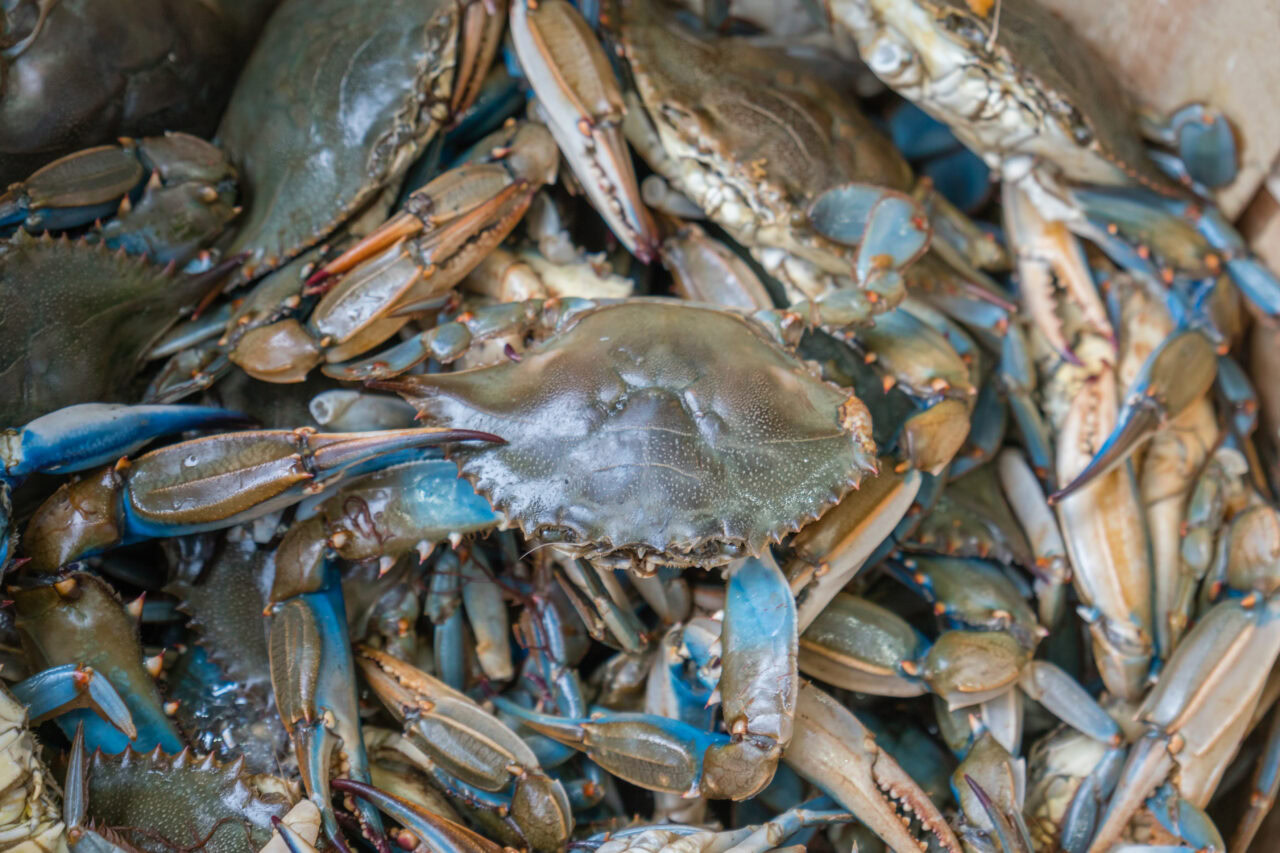 Close up of blue crabs