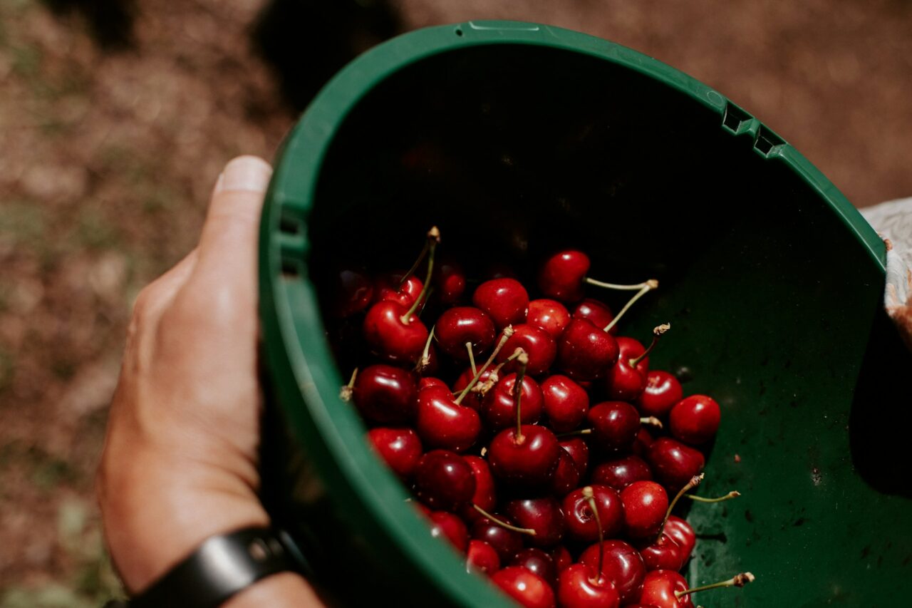 Hand holding a bowl of cherries picked in Michigan
