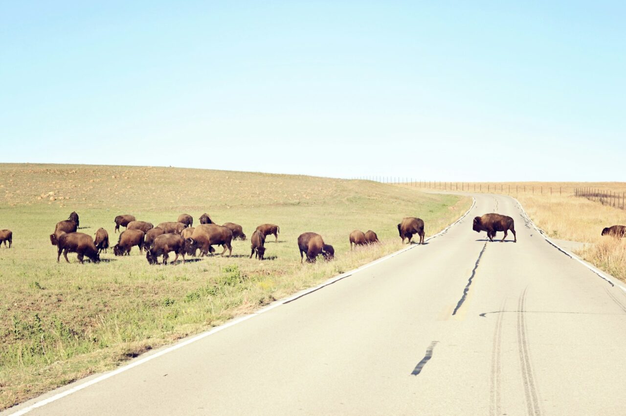 Buffalo in Wichita Mountains Wildlife Refuge