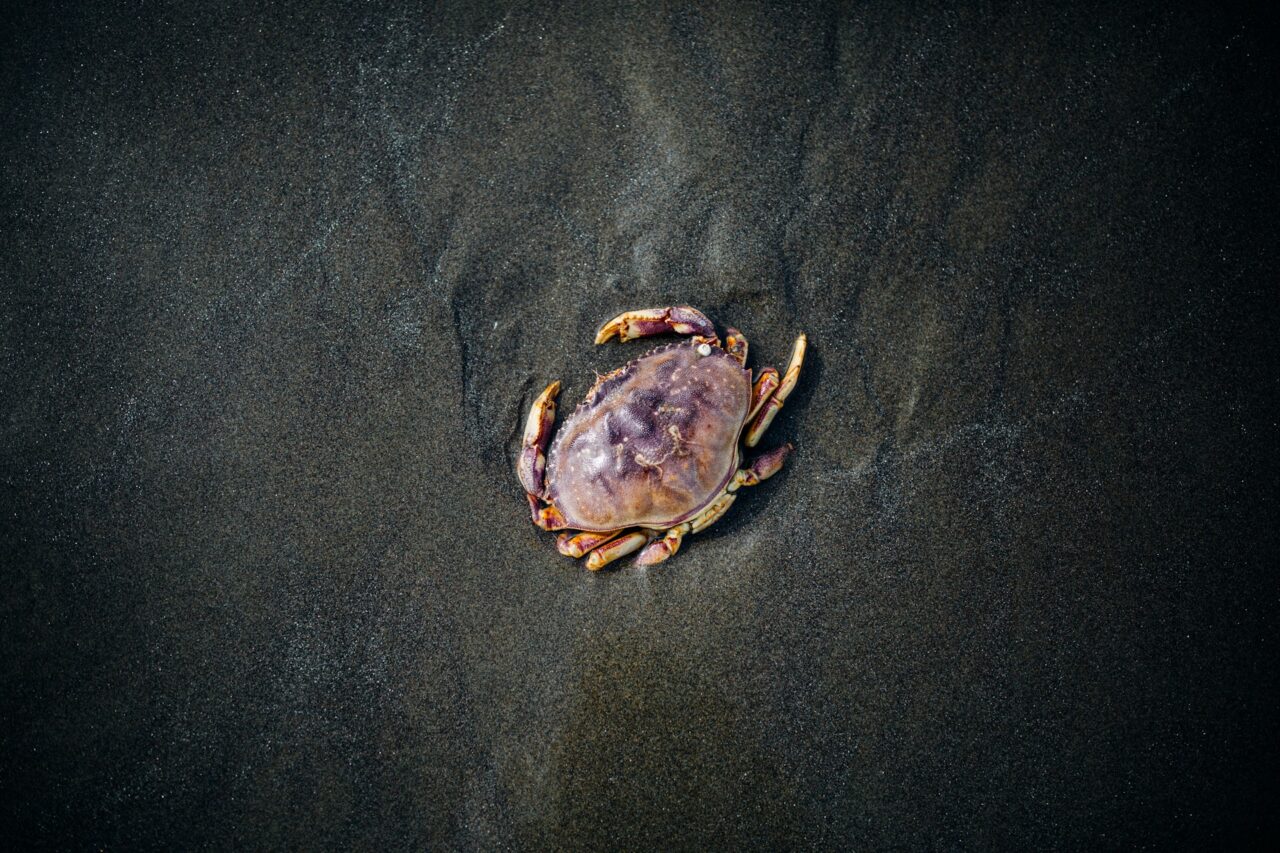 Crab on the sand in Oregon
