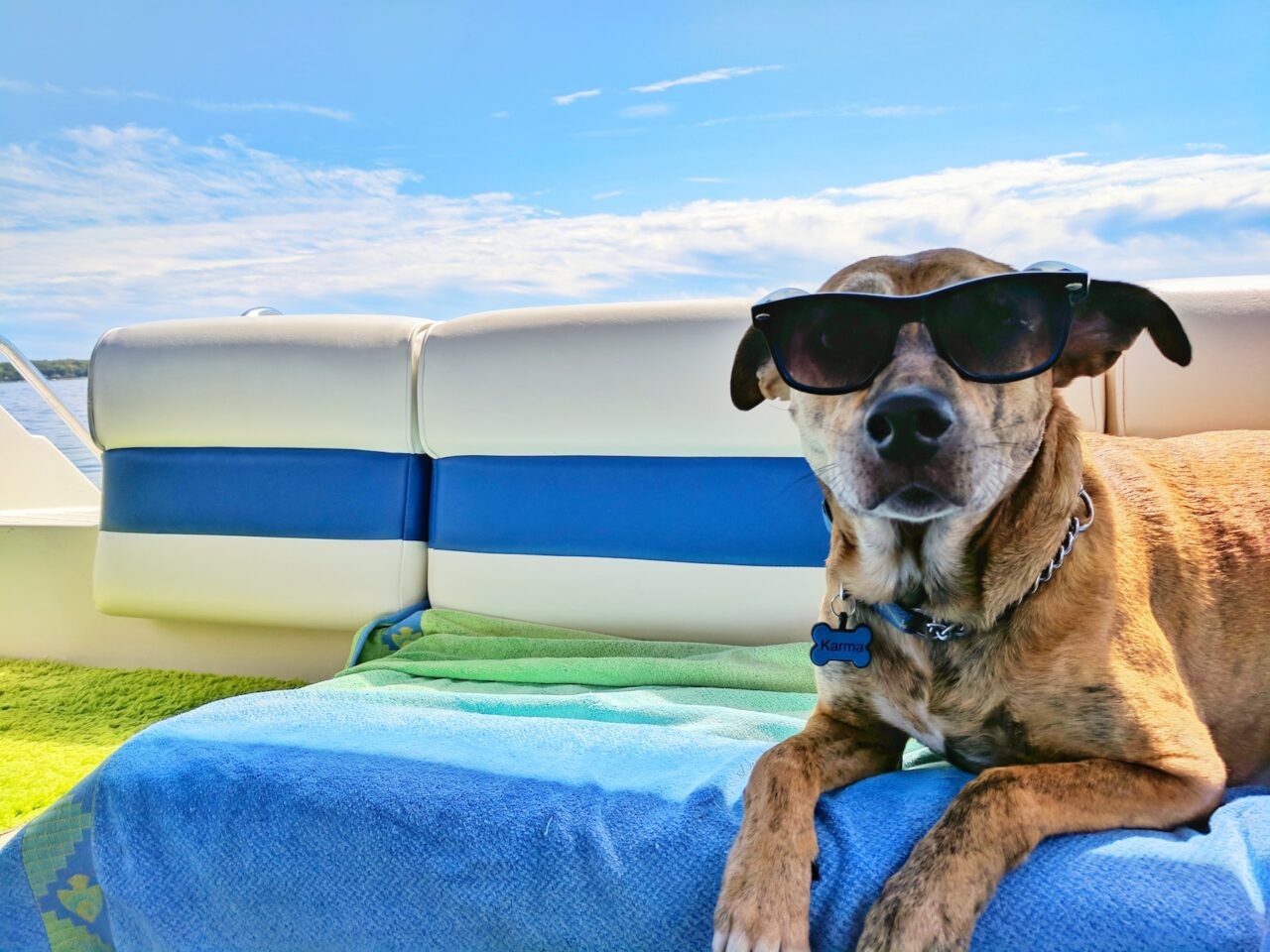 Dog wearing sunglasses on a lounge chair