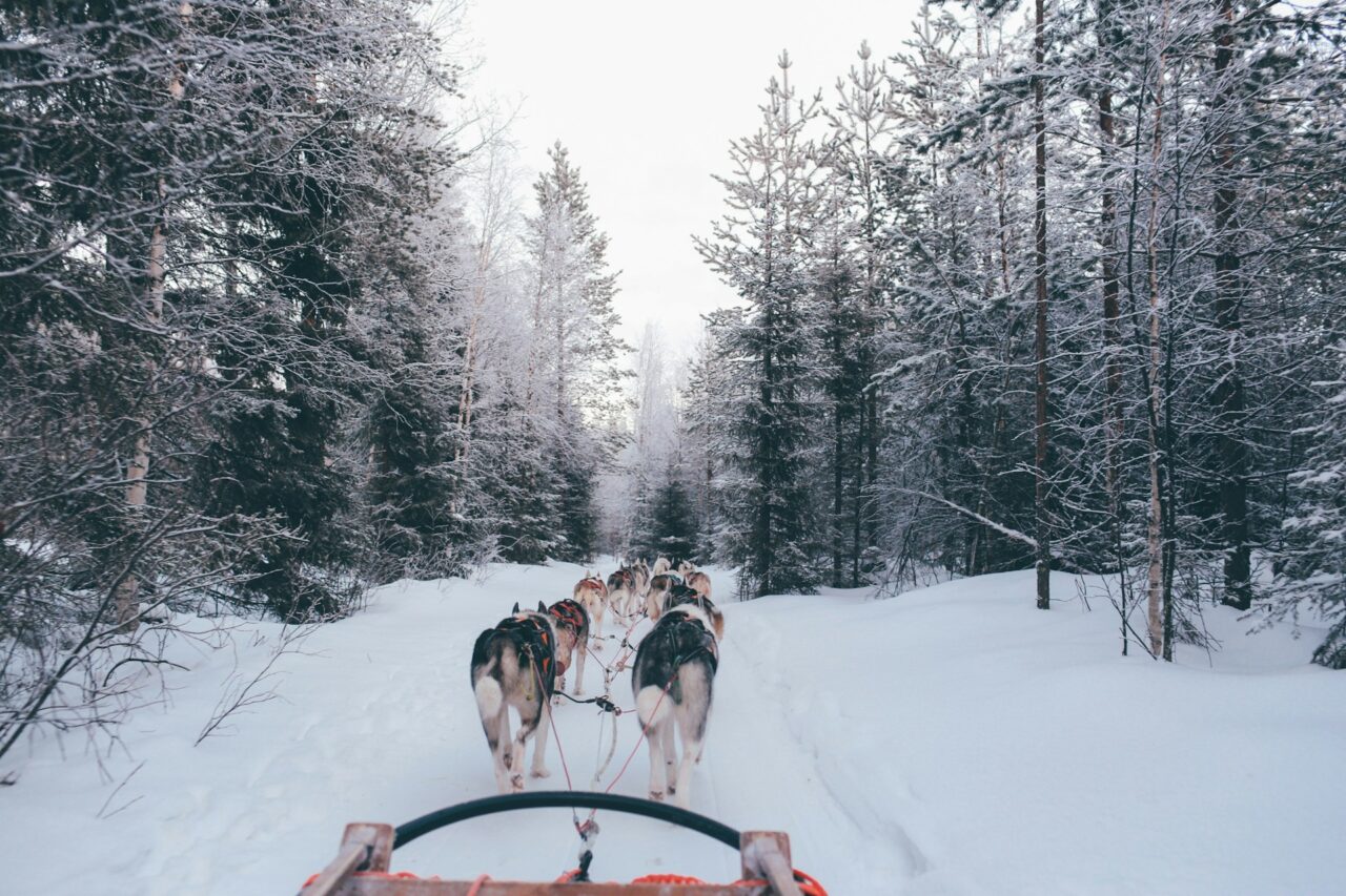 Dogs pulling a sled along a snowy landscape in Finland