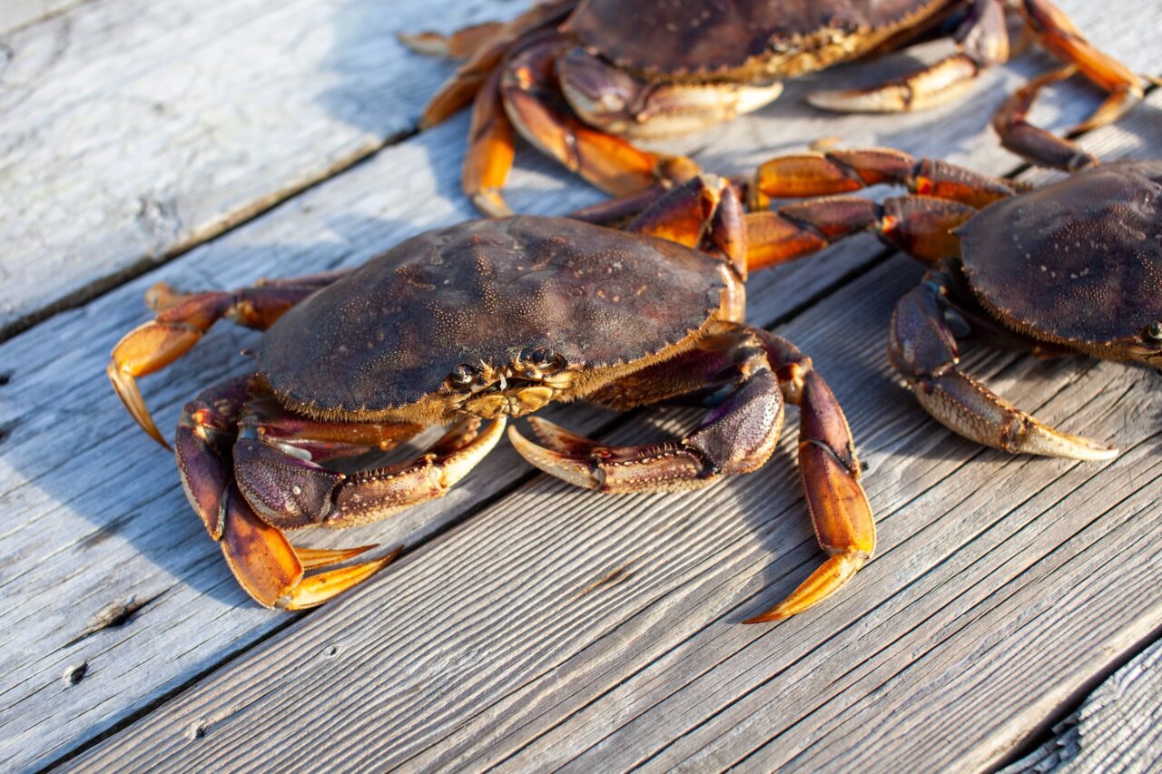 Close up of Dungeness crab on a deck