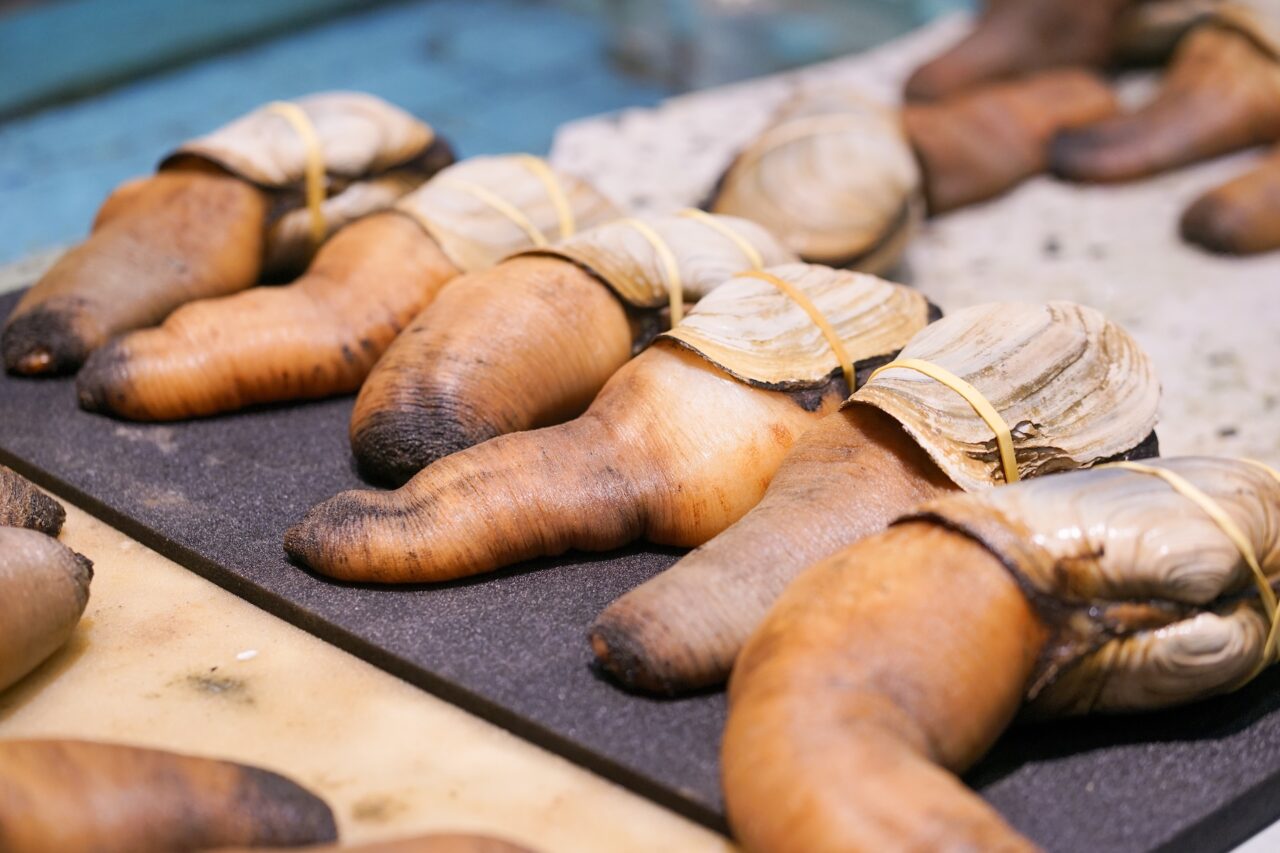 Geoduck clam, a classic Washington food