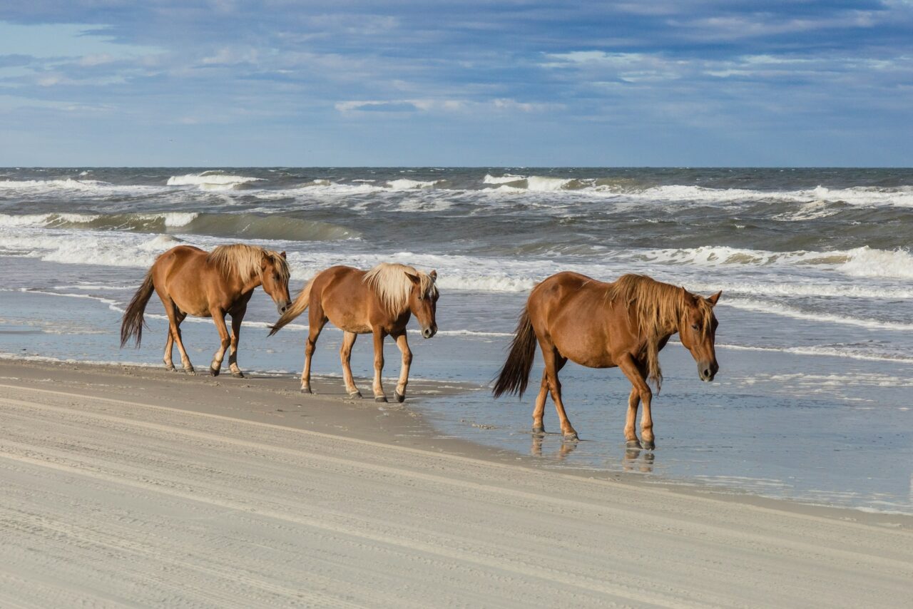 Horses walking on the beach in Outer Banks, NC