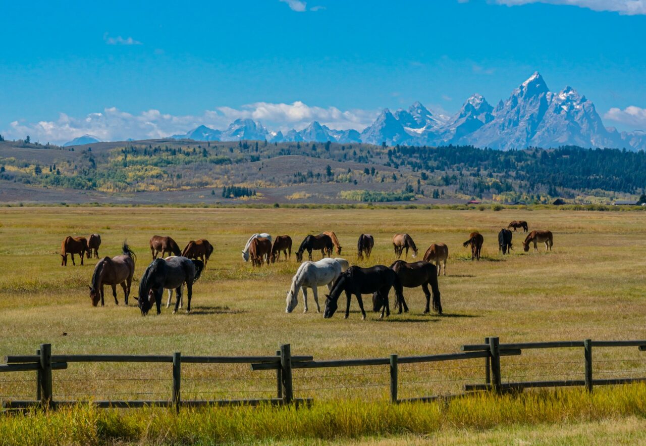 Horses grazing in a field in Wyoming