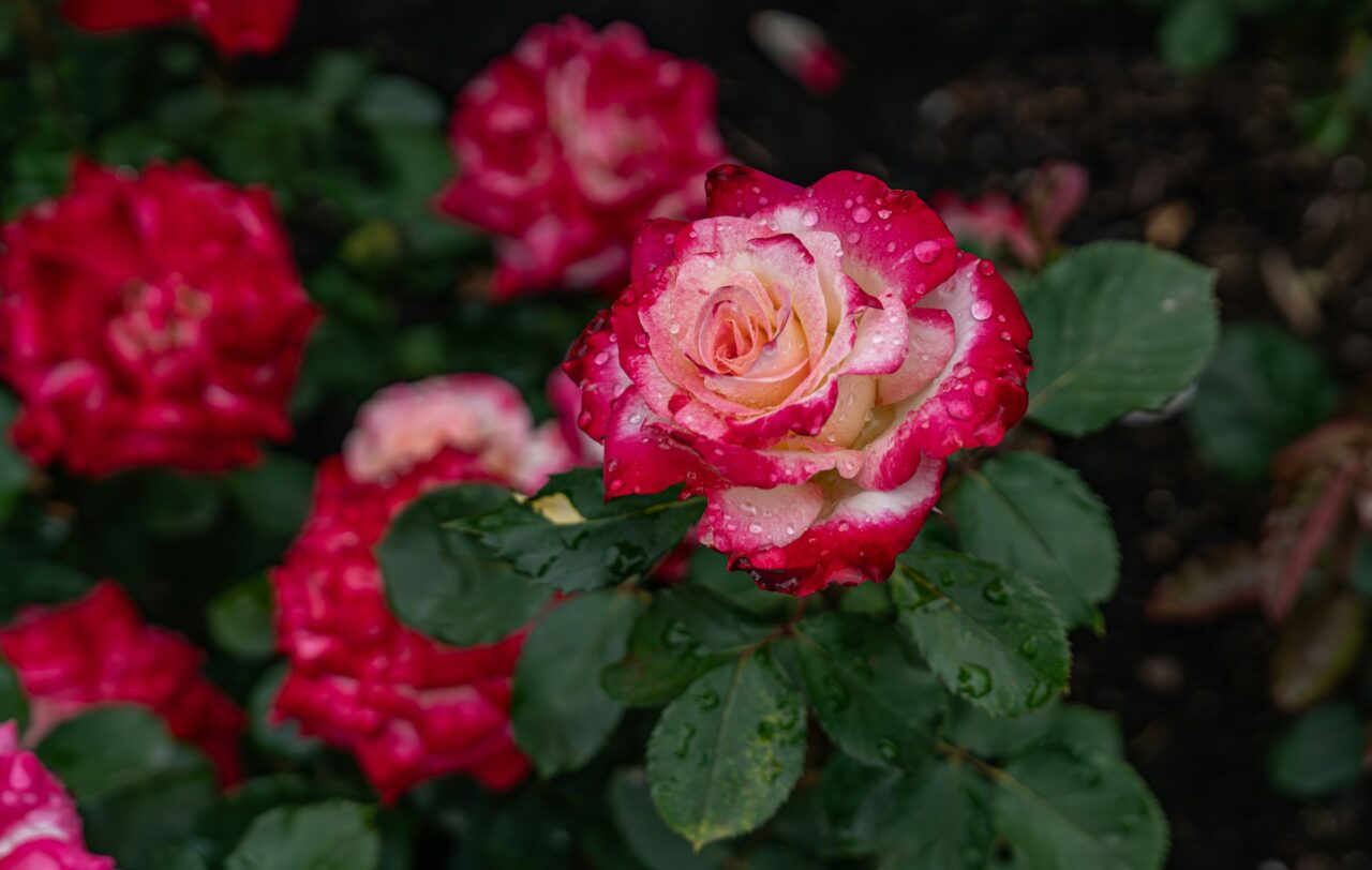 Close up of pink roses at the International Rose Test Garden in Portland