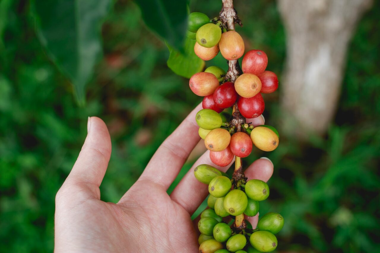 Kona coffee cherries growing in Hawaii