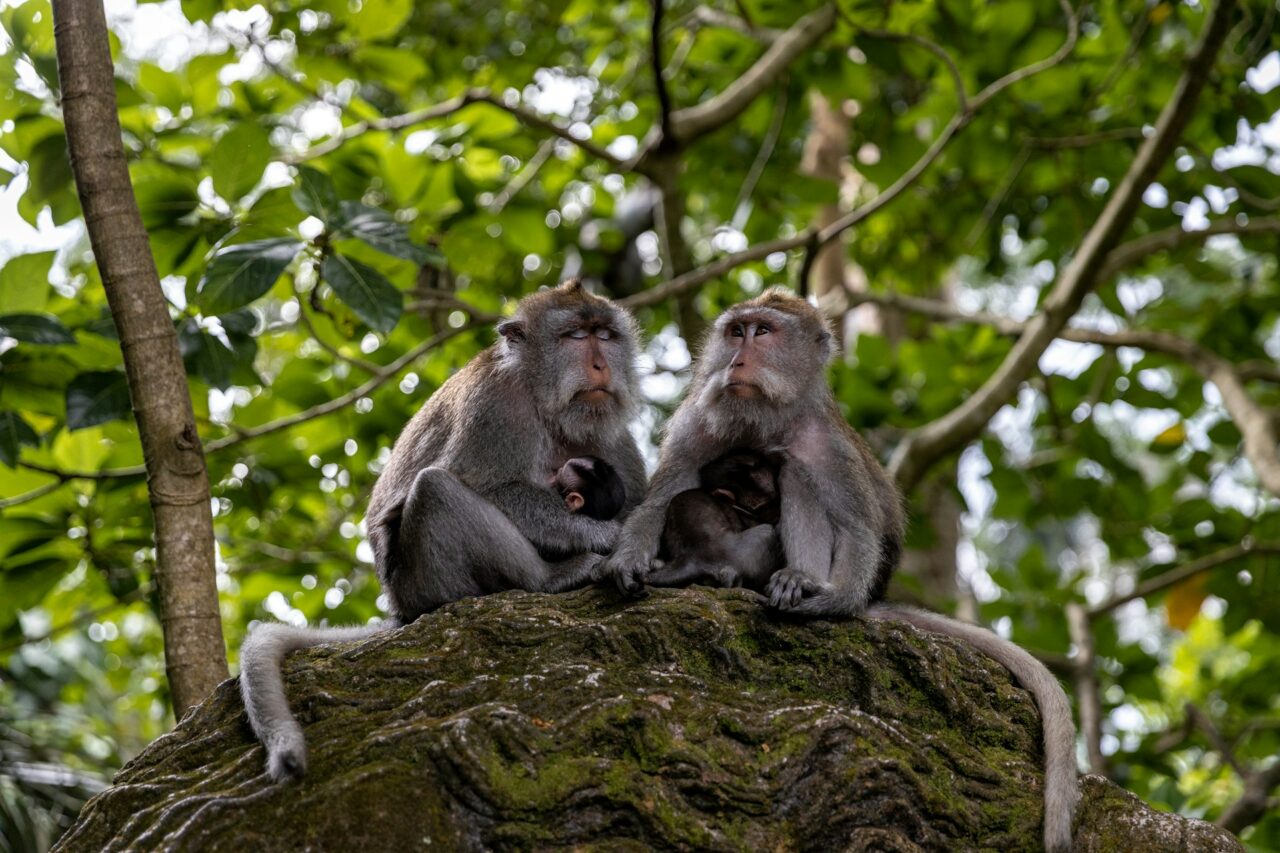 Family of monkeys in Ubud Monkey Forest, Bali