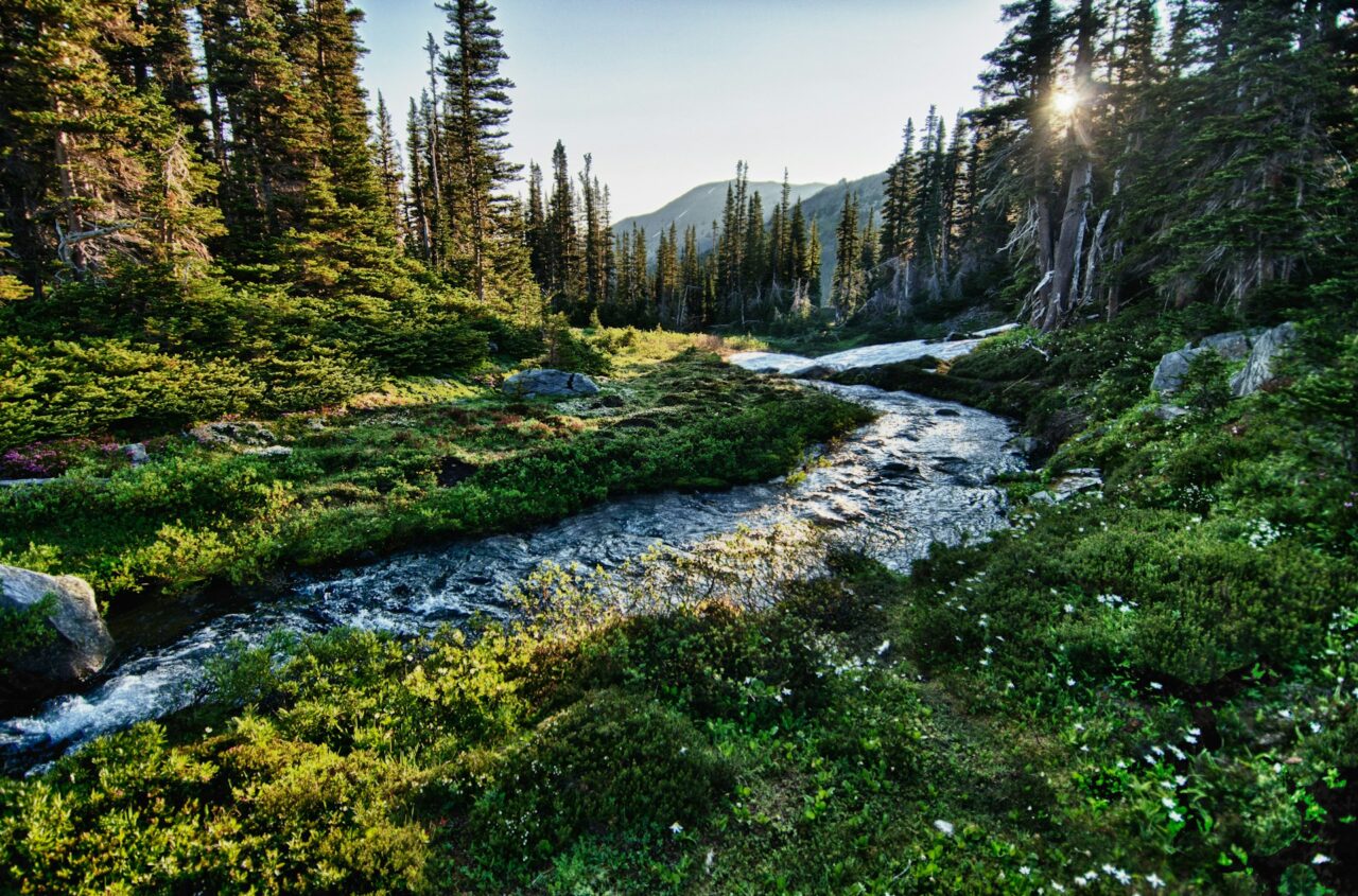 Stream in Olympic National Park