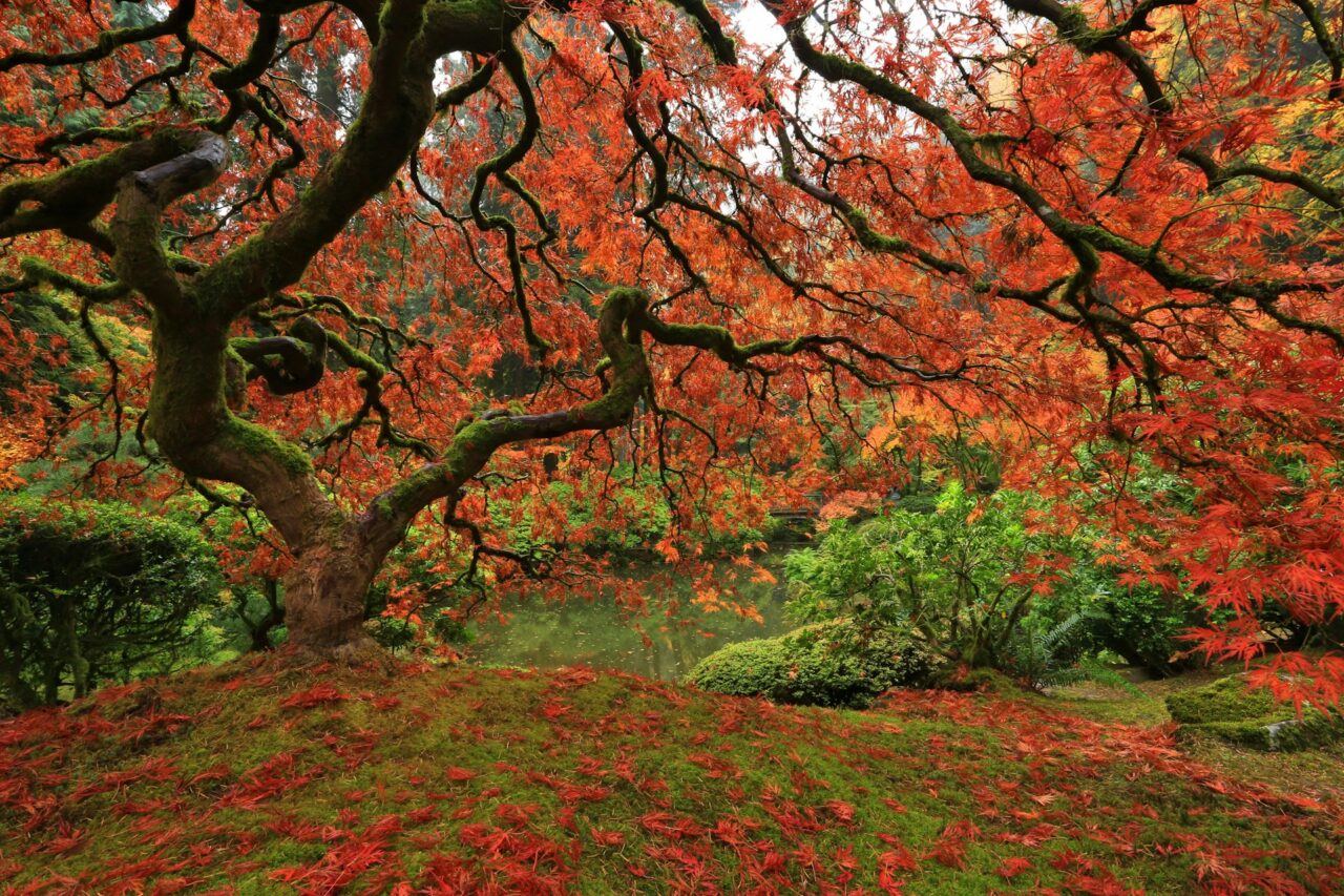 Fall colors at the Portland Japanese Garden. 