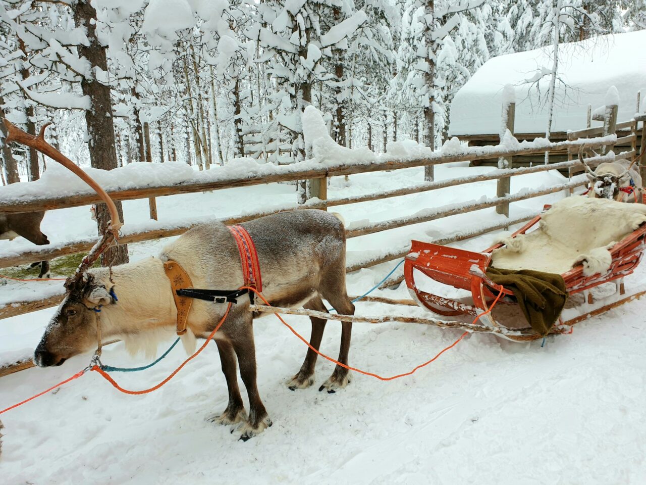 Reindeer pulling a sled in Lapland