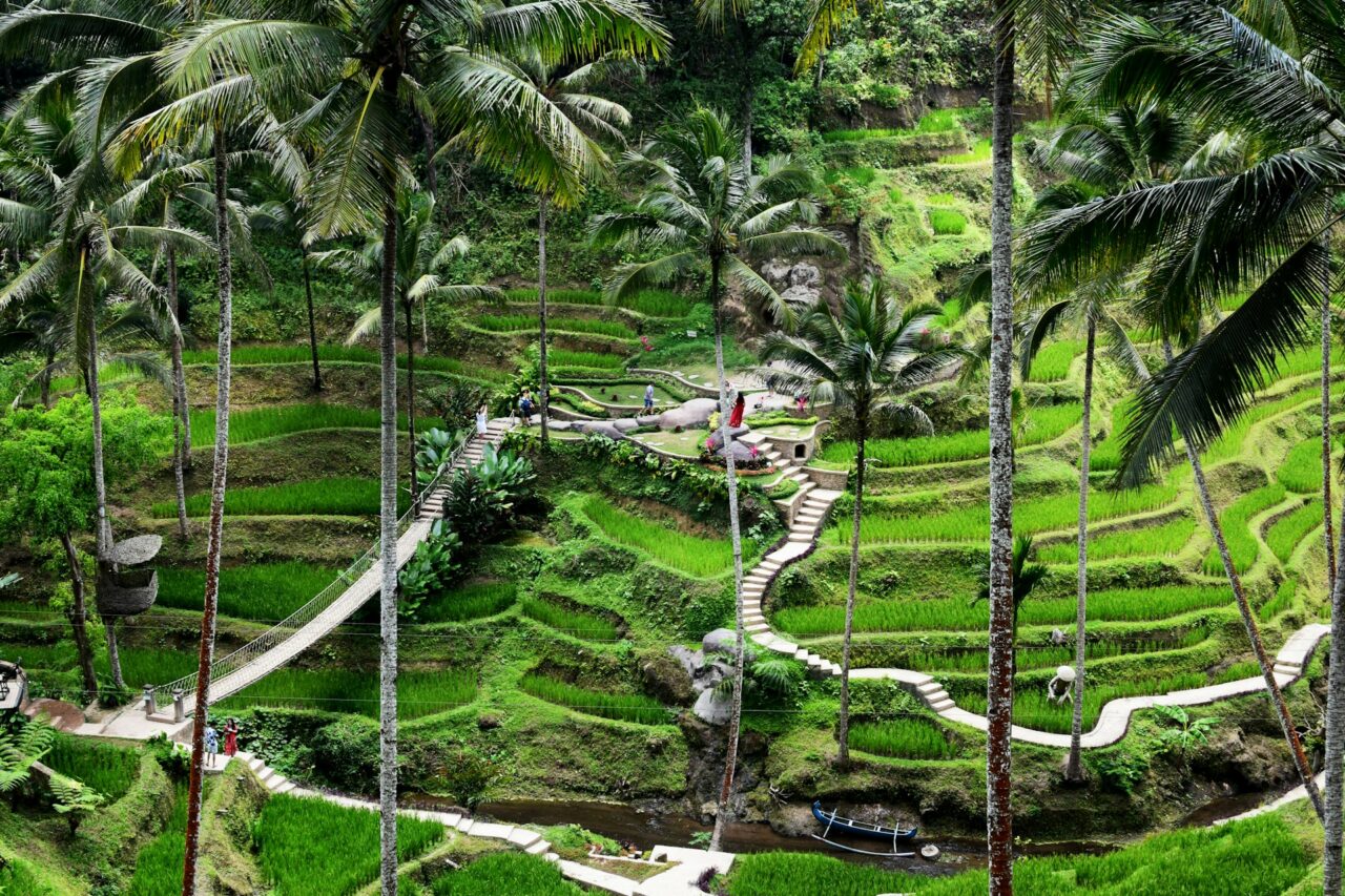 Green rice terraces in Ubud