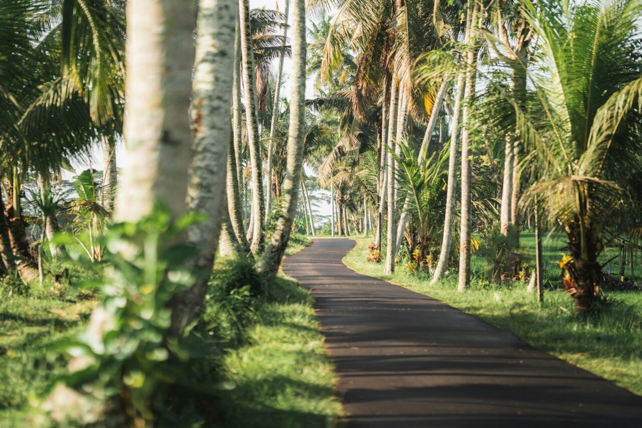 Empty road through the jungle  in Ubud