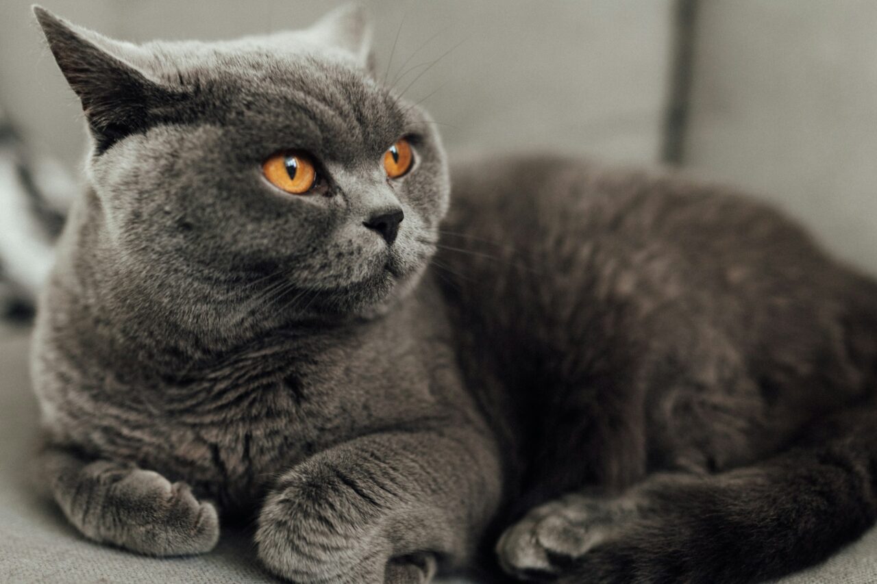 Shorthair cat