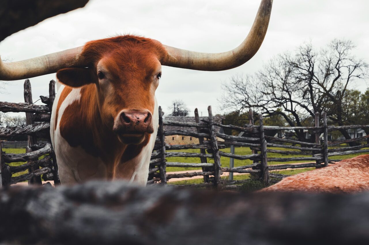 Texas longhorn cattle