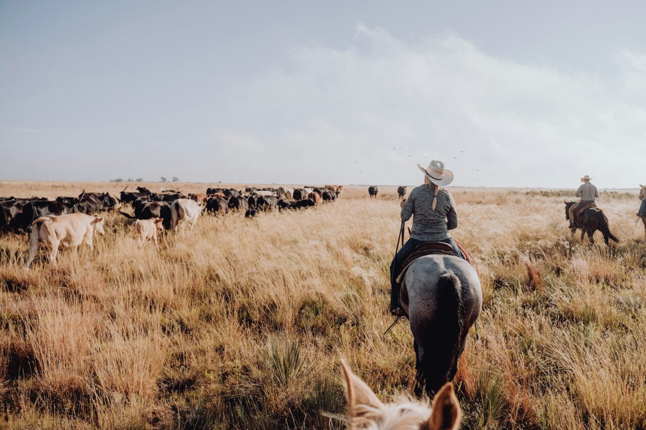 Person on a horse herding cattle on a ranch in Texas