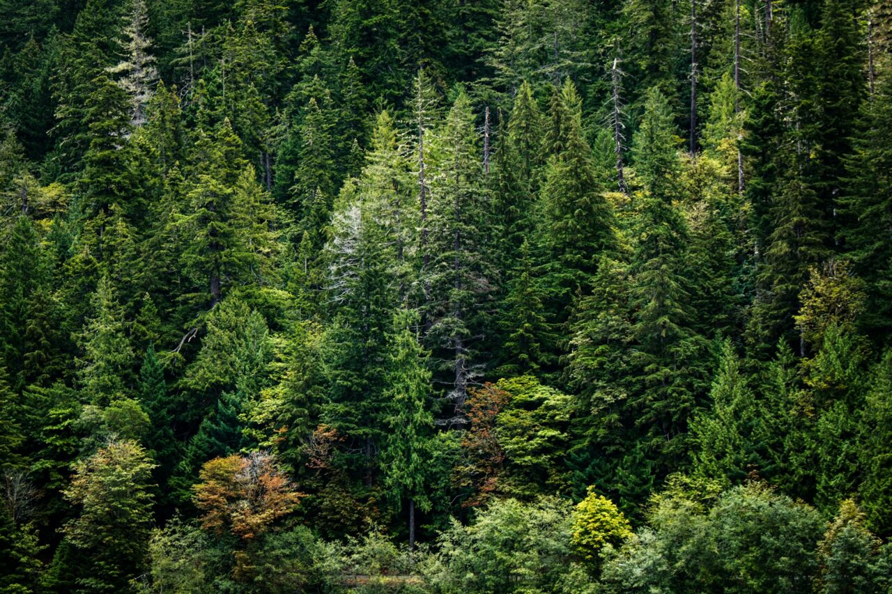 Evergreen trees in Olympic National Park