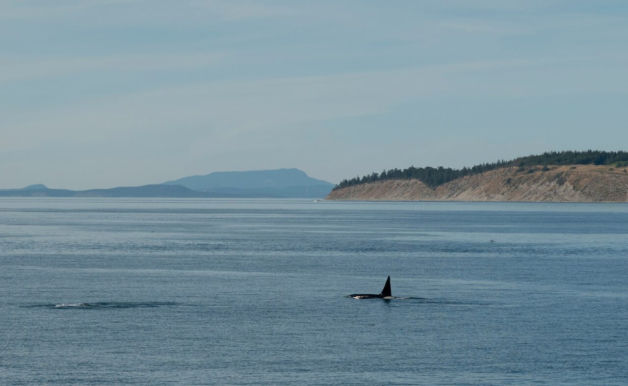Whale fin sticking out of the water in Washington