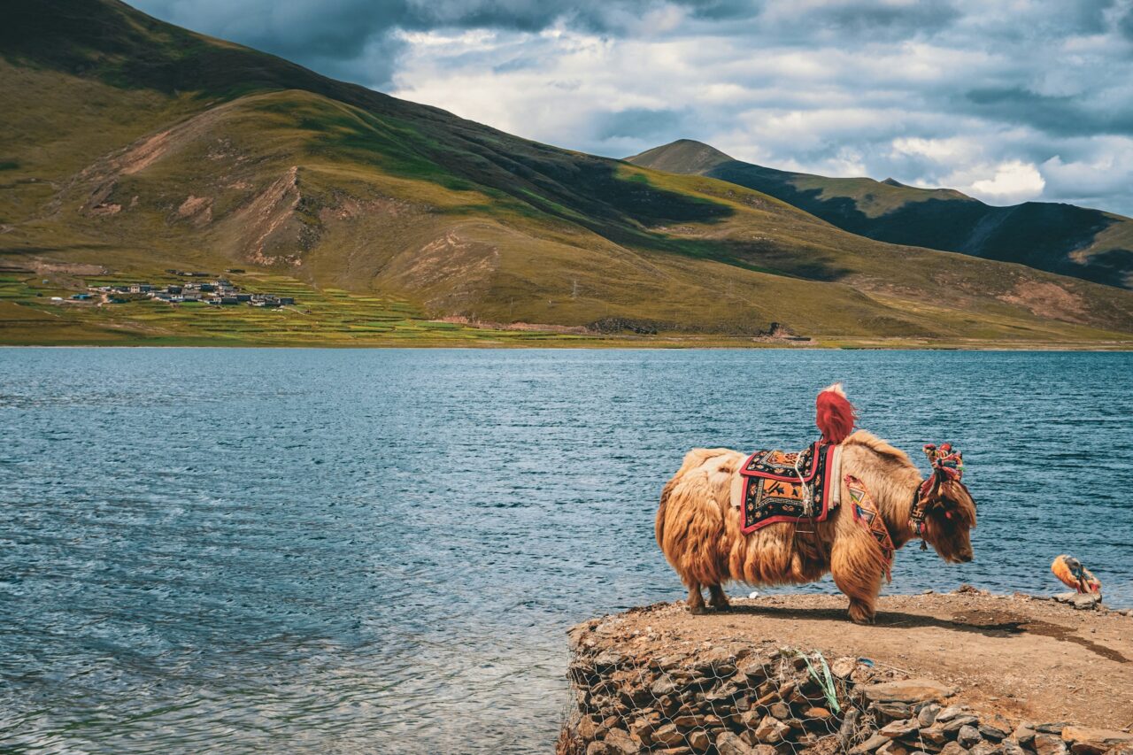 Yak standing next to a lake in the Himalayas