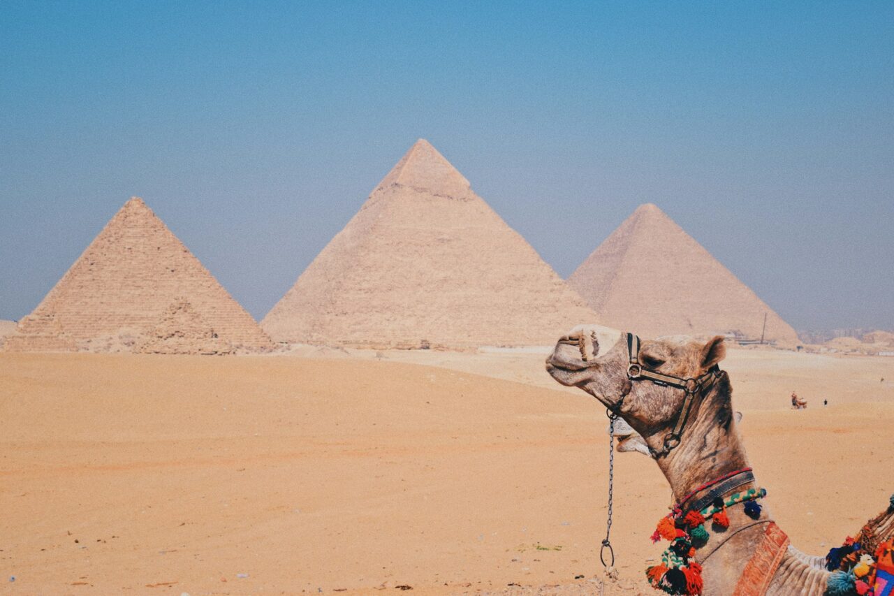 Camel at the pyramids in Egypt