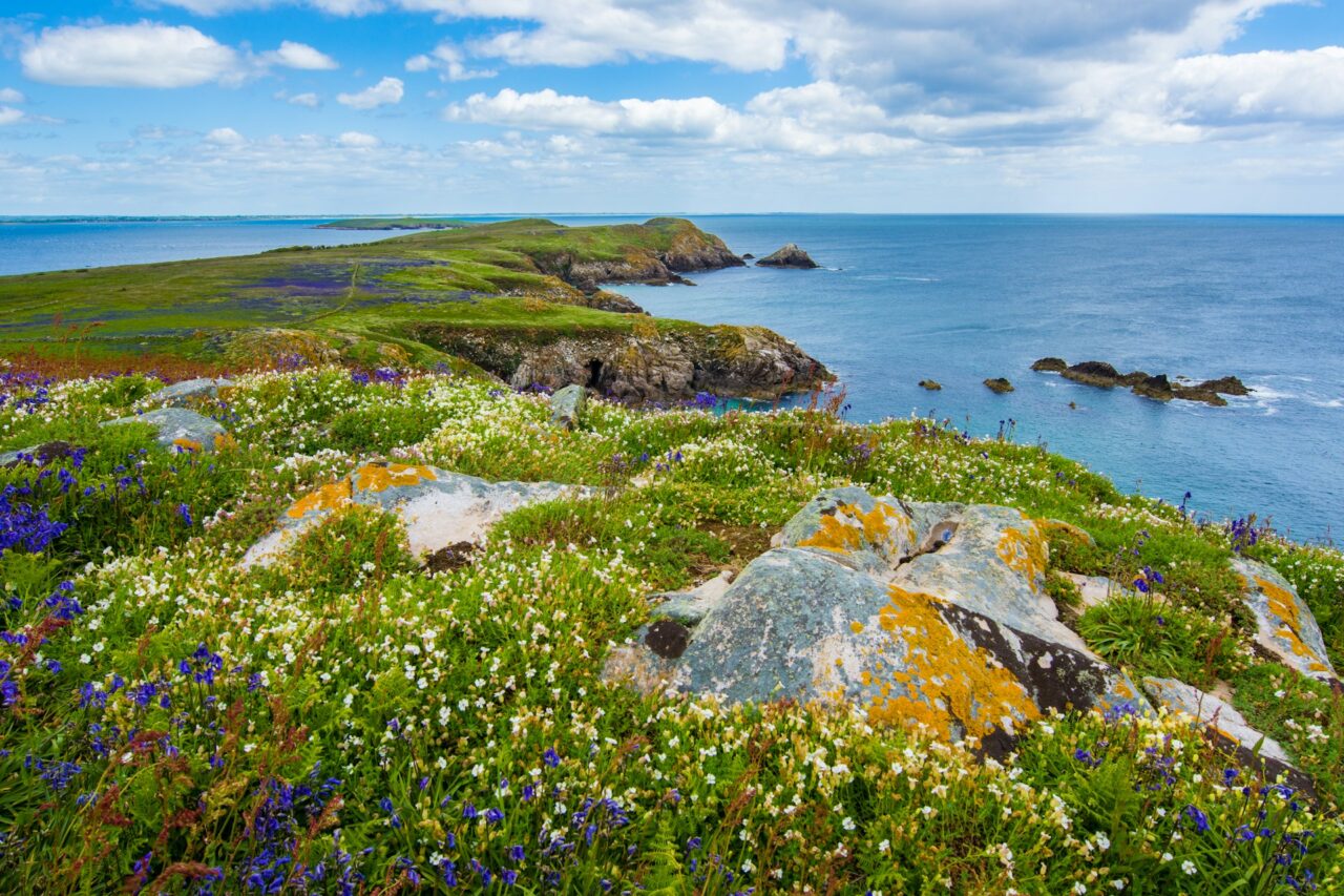 Floral peninsula Ireland