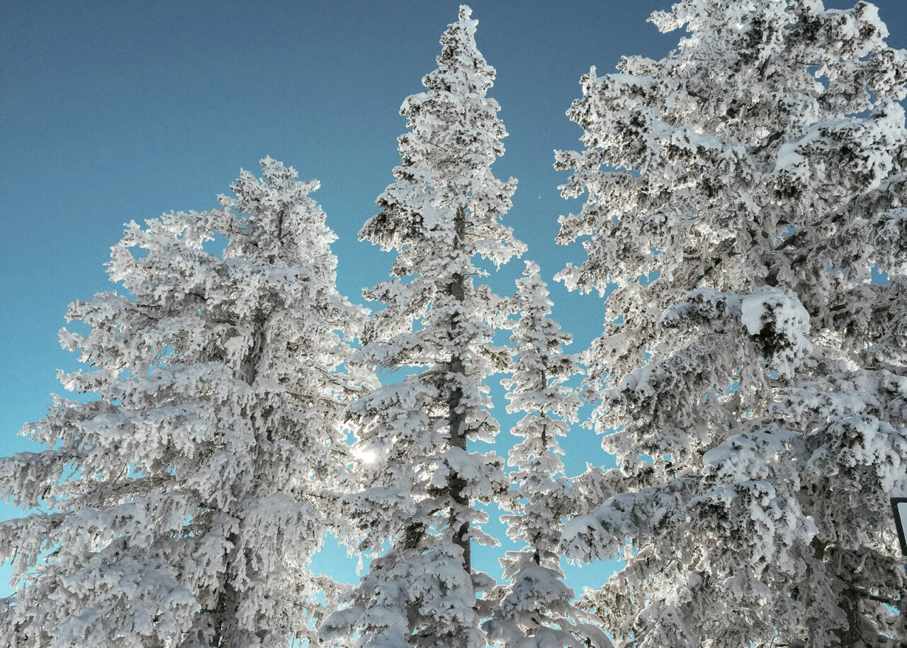 Snowy trees at steamboat ski resort