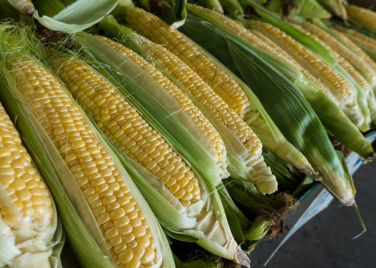 Row of sweet corn